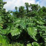 Philodendron giganteum habit picture by claire Felloni (cc-by-sa)