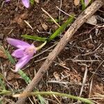 Colchicum cupanii leaf picture by Westphal Kurt (cc-by-sa)