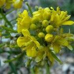 Sisymbrella aspera flower picture by Daniel Bourget (cc-by-sa)