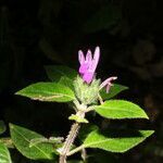 Justicia brenesii flower picture by Nelson Zamora Villalobos (cc-by-nc)