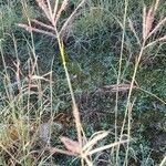 Bothriochloa ischaemum leaf picture by Giovanni Benvenuto (cc-by-sa)