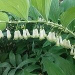 Polygonatum biflorum flower picture by Christina Gardner (cc-by-sa)