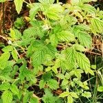 Rubus caesius leaf picture by Moore Olivia (cc-by-sa)