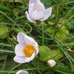 Crocus biflorus flower picture by Roberto Righini (cc-by-sa)