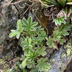 Potentilla nivalis habit picture by Fabien Anthelme (cc-by-sa)