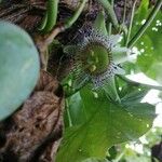 Passiflora adenopoda flower picture by Badilla Royner (cc-by-sa)