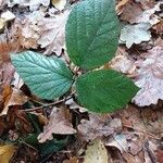 Rubus pedemontanus habit picture by Beniamin Chrzanowski (cc-by-sa)