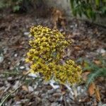 Achillea odorata flower picture by Lucie de Royer (cc-by-sa)