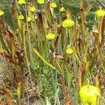 Sarracenia leucophylla flower picture by Kathryn Brown (cc-by-sa)