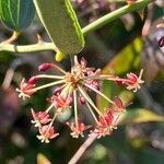 Smilax campestris flower picture by juan campa (cc-by-sa)