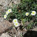 Bellium bellidioides habit picture by huy HO (cc-by-sa)