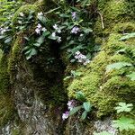 Haberlea rhodopensis habit picture by Rossen Vassilev (cc-by-sa)