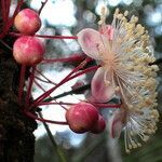 Eugenia brongniartiana flower picture by Richard Chesher (cc-by-sa)