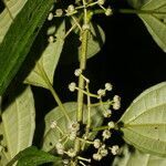 Miconia neomicrantha fruit picture by Nelson Zamora Villalobos (cc-by-nc)