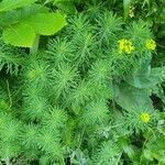 Euphorbia cyparissias habit picture by Boris Debourg (cc-by-sa)