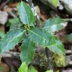 Ilex aquifolium leaf picture by PATRICK PREVOST (cc-by-sa)