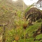 Nastus borbonicus habit picture by Schnittler Martin (cc-by-sa)