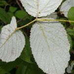 Rubus glaucus leaf picture by Nelson Zamora Villalobos (cc-by-nc)