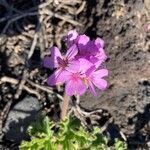 Pelargonium capitatum (l.) l'hér. flower picture by maryvonne stallaerts (cc-by-sa)