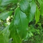 Casearia decandra leaf picture by Leandro da silva pereira (cc-by-sa)