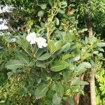 Tabebuia heterophylla habit picture by richard gautier (cc-by-sa)