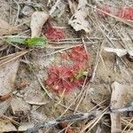 Drosera capillaris flower picture by Ryan Gilchrist (cc-by-sa)