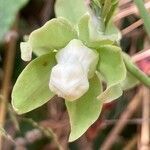 Araujia sericifera flower picture by laurent boniface (cc-by-sa)