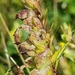 Rhinanthus glacialis fruit picture by Jani Zadrgal (cc-by-sa)