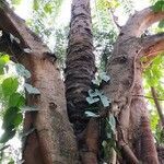 Ficus religiosa habit picture by Dieter Albrecht (cc-by-sa)