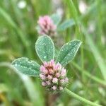 Trifolium striatum flower picture by martin fontaine (cc-by-sa)