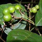 Palicourea eurycarpa fruit picture by Nelson Zamora Villalobos (cc-by-nc)