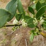 Ilex coriacea flower picture by Paris B (cc-by-sa)