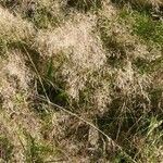 Agrostis capillaris habit picture by Margaret Prevost (cc-by-sa)