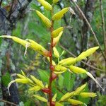 Vriesea rodigasiana flower picture by Renato Lima (cc-by-nc-sa)