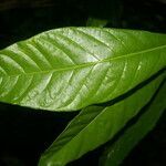 Pouteria filiformis leaf picture by Nelson Zamora Villalobos (cc-by-nc)