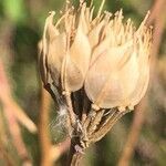 Iberis umbellata fruit picture by Makake77 (cc-by-sa)