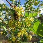 Ribes aureum flower picture by Věra Cábová (cc-by-sa)