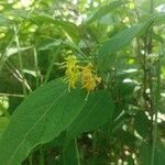 Diervilla lonicera flower picture by Zachary Holderby (cc-by-sa)