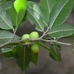 Brosimum alicastrum fruit picture by Nelson Zamora Villalobos (cc-by-nc)