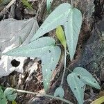 Passiflora capsularis leaf picture by Trap Hers (cc-by-sa)