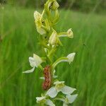 Platanthera chlorantha flower picture by Kampf Robert (cc-by-sa)