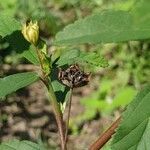 Sida rhombifolia fruit picture by Pereira Jorge (cc-by-sa)