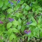 Lathyrus vernus habit picture by Bořek Tuček (cc-by-sa)