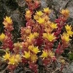 Sedum alpestre habit picture by PhilBern (cc-by-sa)