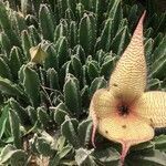 Stapelia gigantea habit picture by valdez paolo (cc-by-sa)