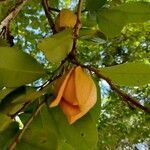 Annona muricata flower picture by JP Corrêa Carvalho (cc-by-sa)