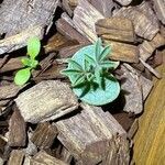 Lupinus hirsutissimus leaf picture by Felipe Shiguedomi (cc-by-sa)