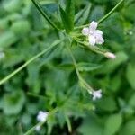 Epilobium ciliatum flower picture by soulhuntress (cc-by-sa)