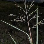 Panicum aquaticum habit picture by Nelson Zamora Villalobos (cc-by-nc)