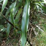 Cordyline mauritiana leaf picture by E. Mouysset (cc-by-sa)